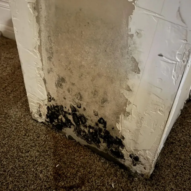 Professional Mold Removal in Martinsburg, WV